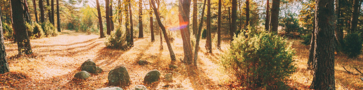 commiatoLaico_Ancient Stones, Boulders From The Ice Age In Beautiful Wild Autu Ancient Stones, Boulders From The Ice Age In Beautiful Wild Autumn Forest During Sunset Sunrise. Belarus, Berezinsky Biosphere Reserve. Autumn Peaceful Landscape.