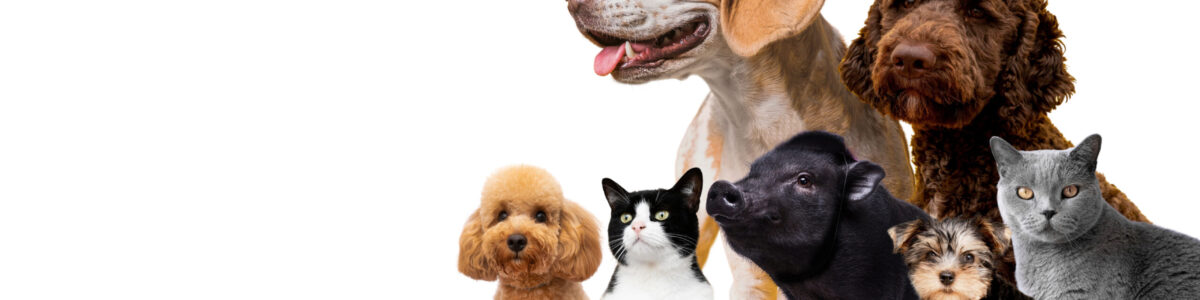 commiatoLaico_cute-pet-collage-isolated commiatoLaico_cute-pet-collage-isolated